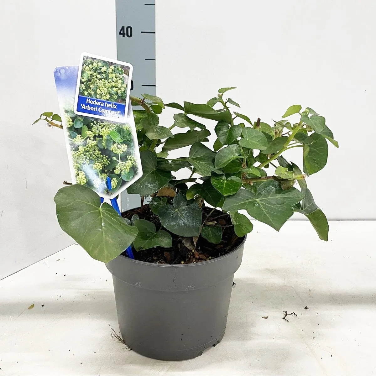 5x Hedera Arbori Compact 19cm Pot 35cm Shrub Plant