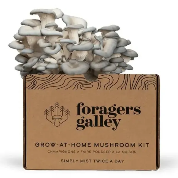 Grow At Home Mushroom Kit - Blue Oyster